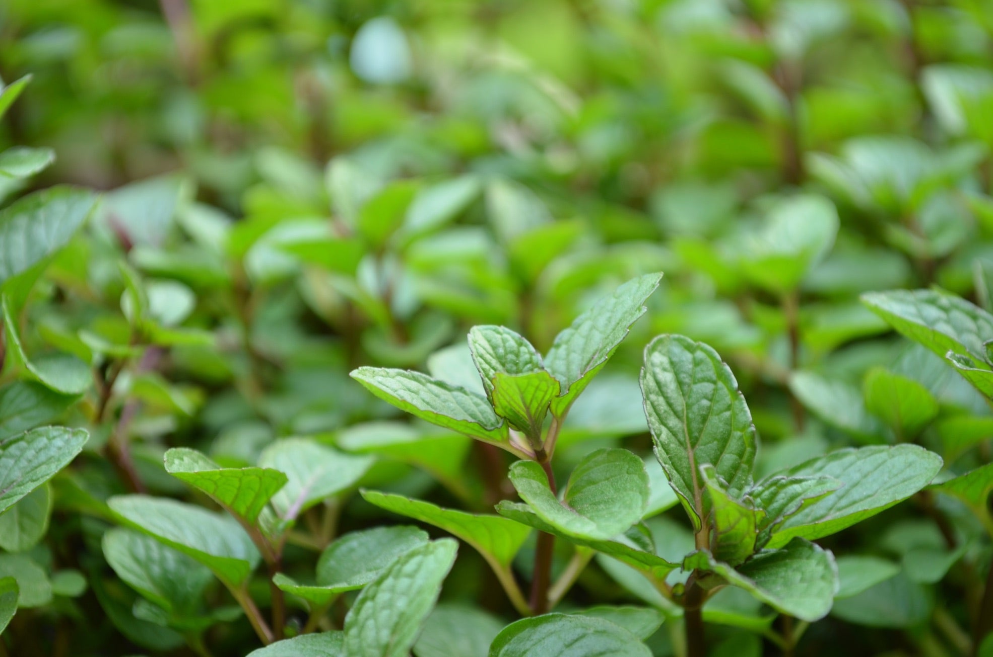 a bed of garden mint growing outside