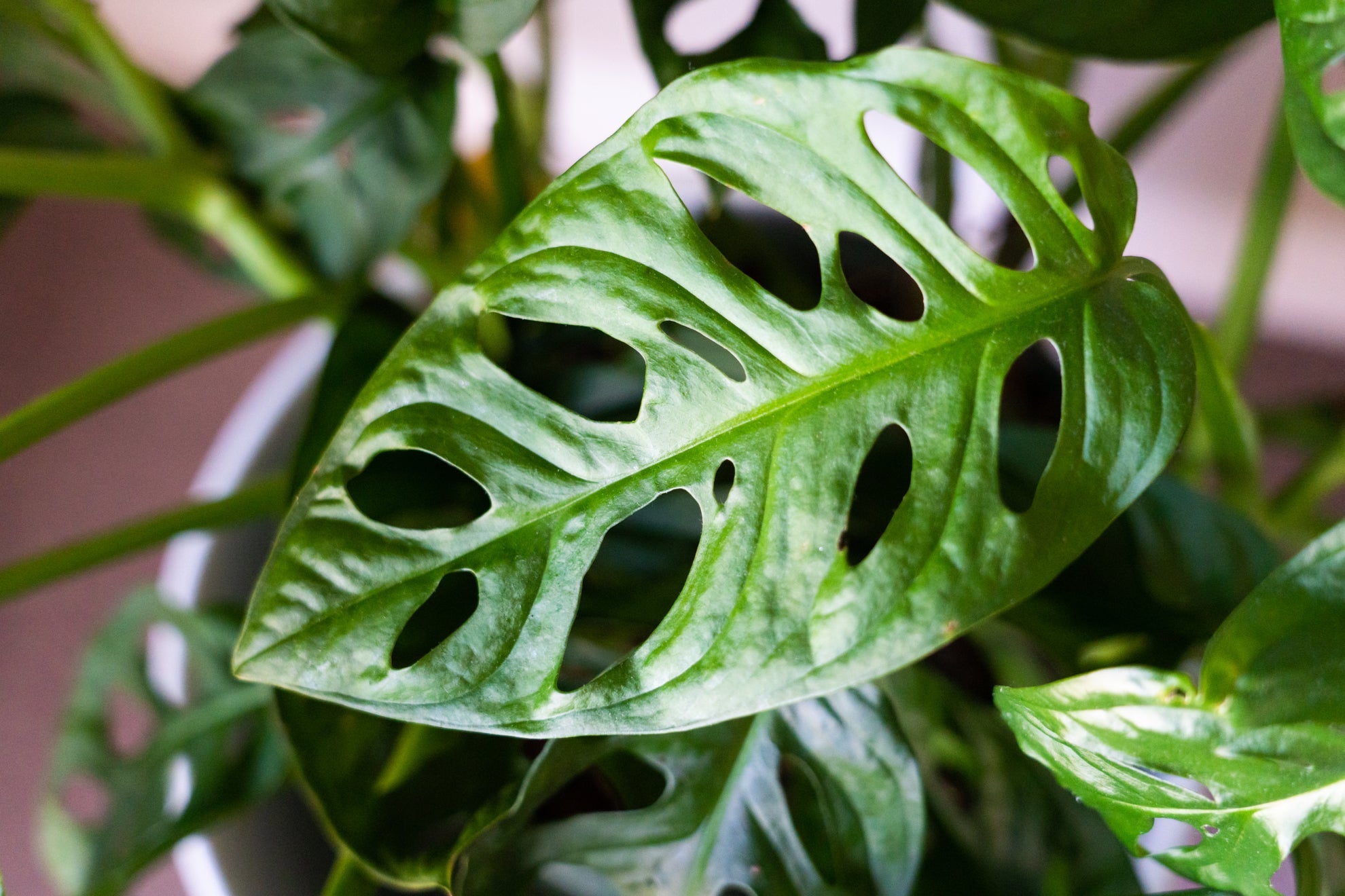 leaf from a potted monstera plant growing indoors