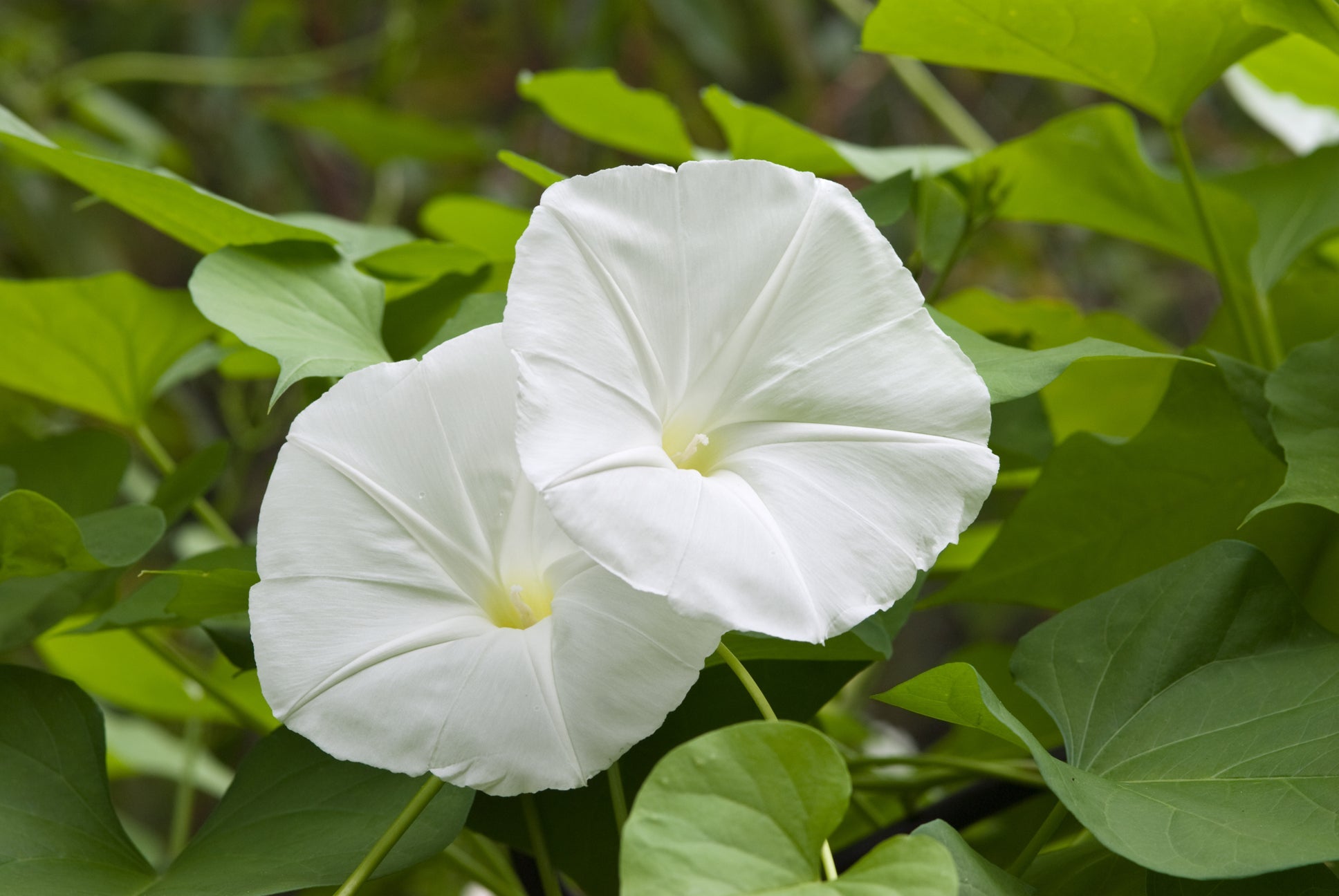 two white flowers growing from moonflower plant