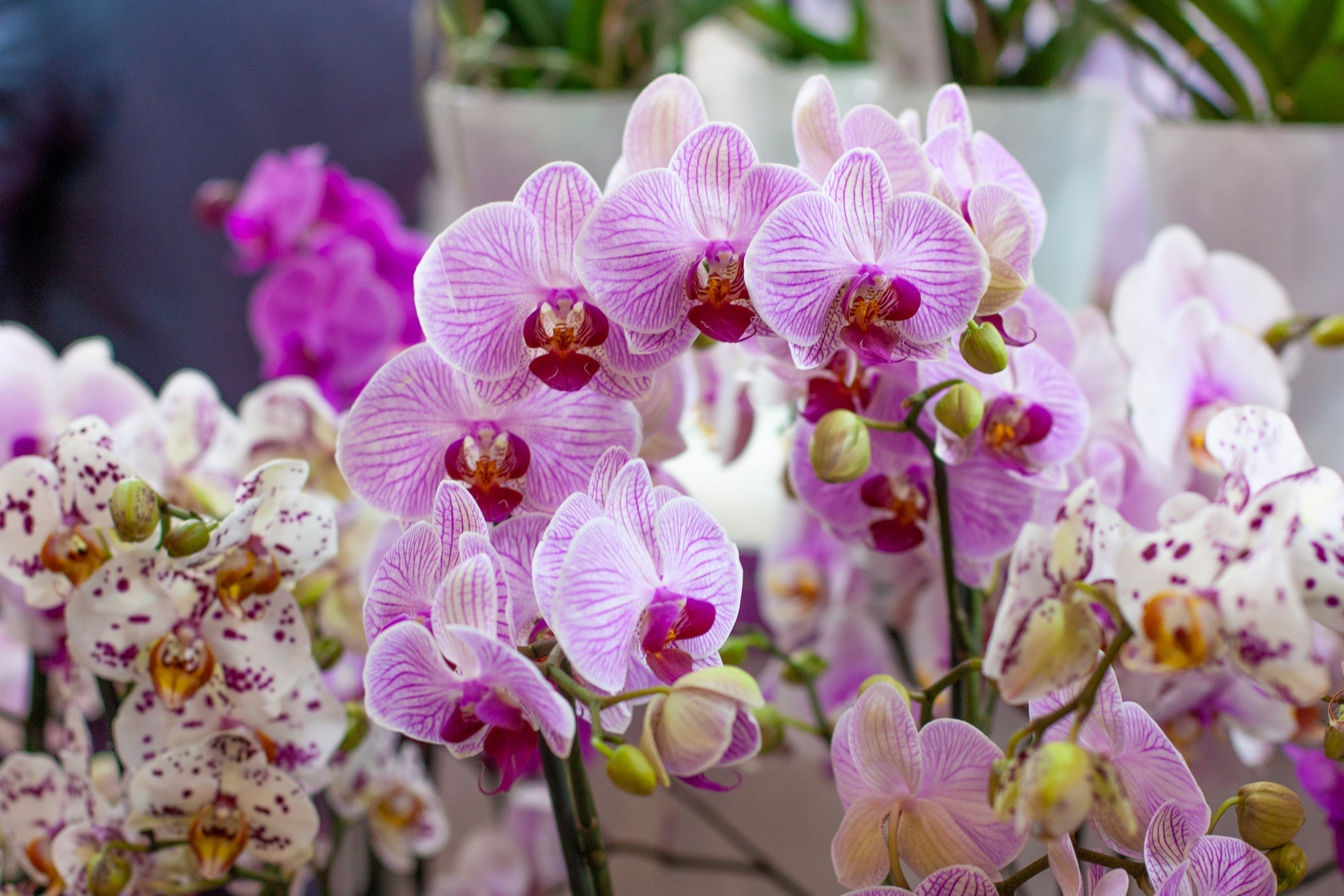 pink and white flowering moth orchids growing in pots inside