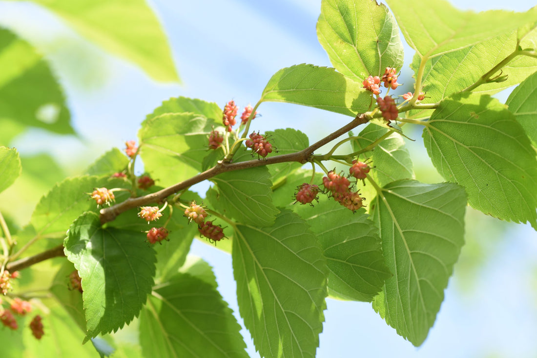 rounded red fruit growing from a mulberry plant with rounded green leaves in front of a blue sky