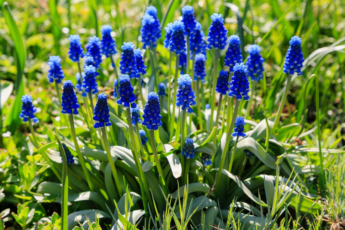 clusters of tiny blue flowers growing from tall stems of a muscari plant growing outside in a grassy field