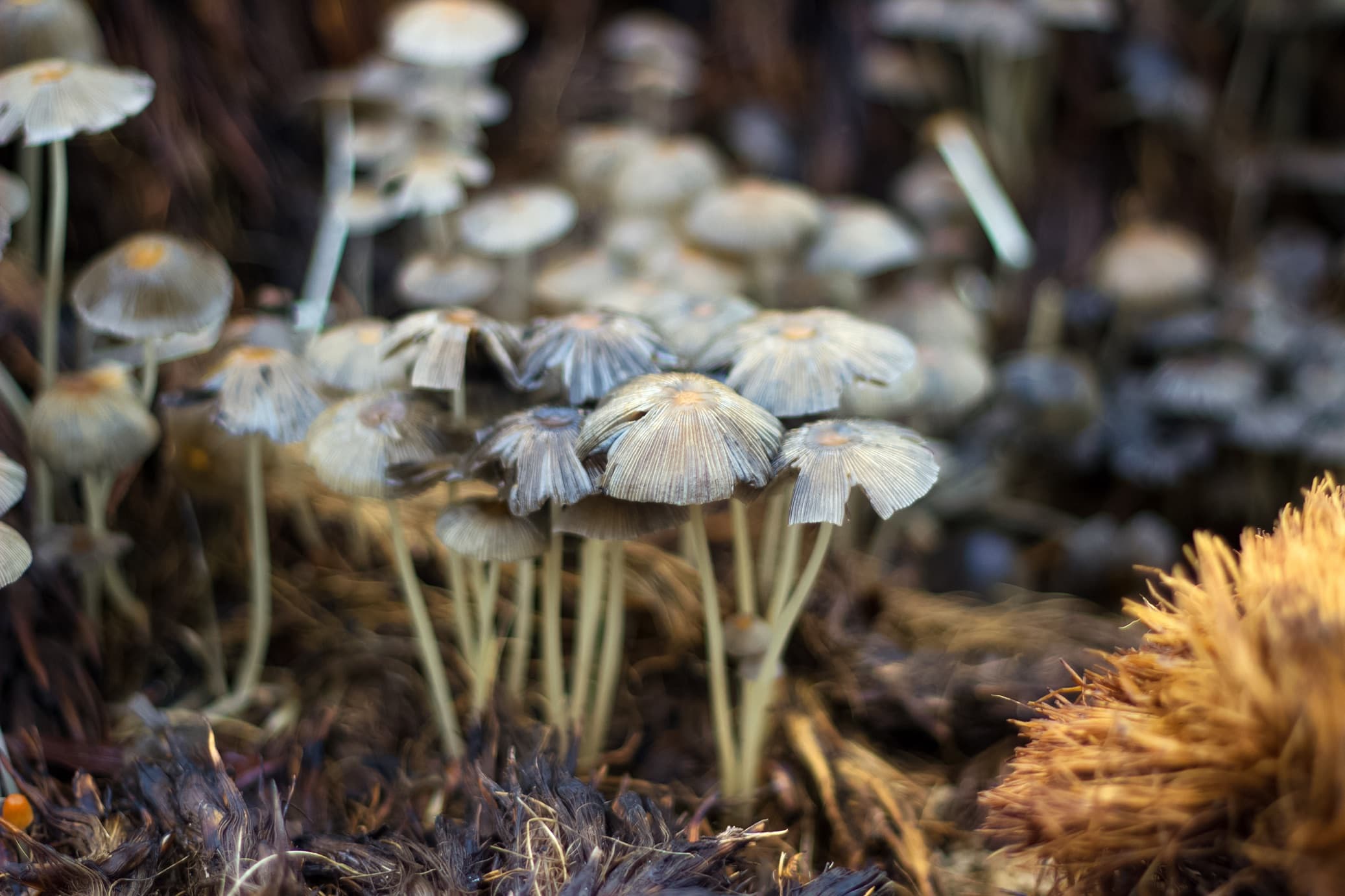 mushrooms growing out of compost