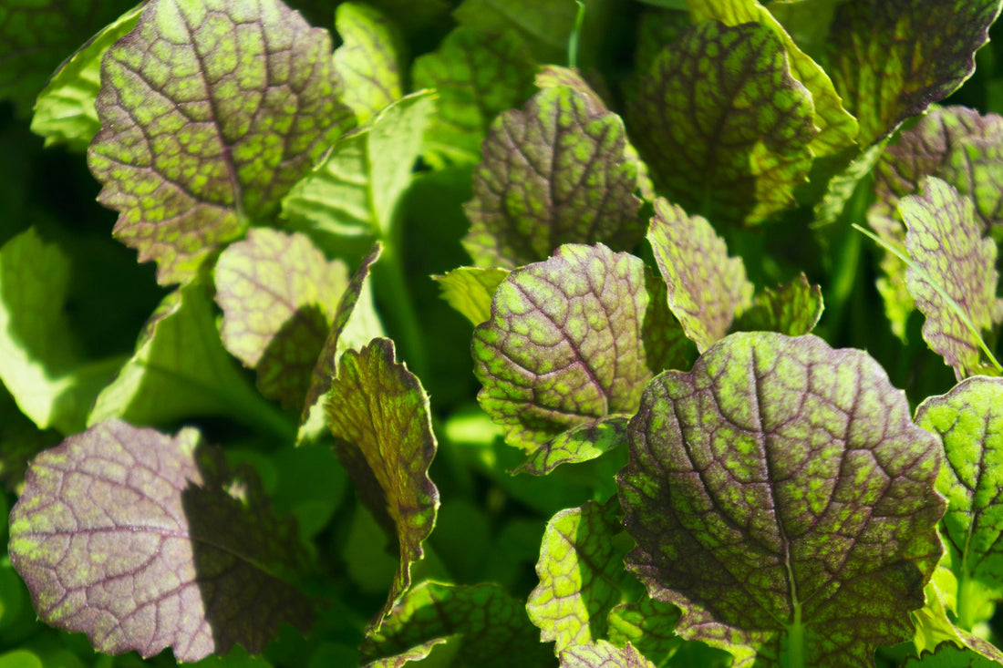 purple and green mustard leaves growing together outside