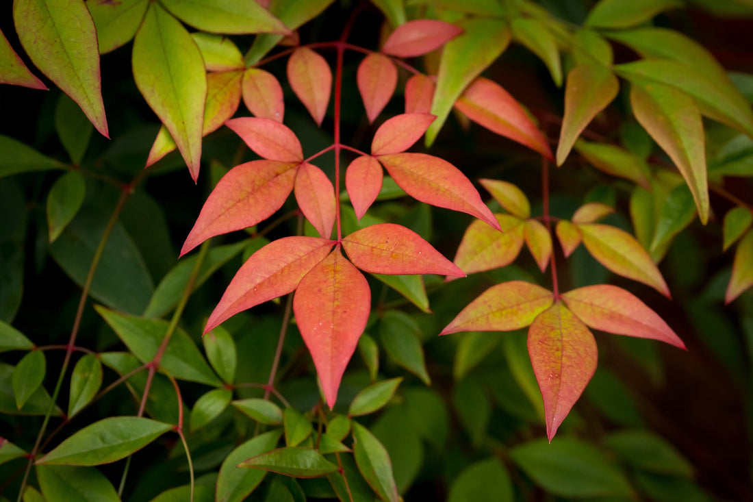 red and green leaves from a nandina domestica shrub growing outdoors