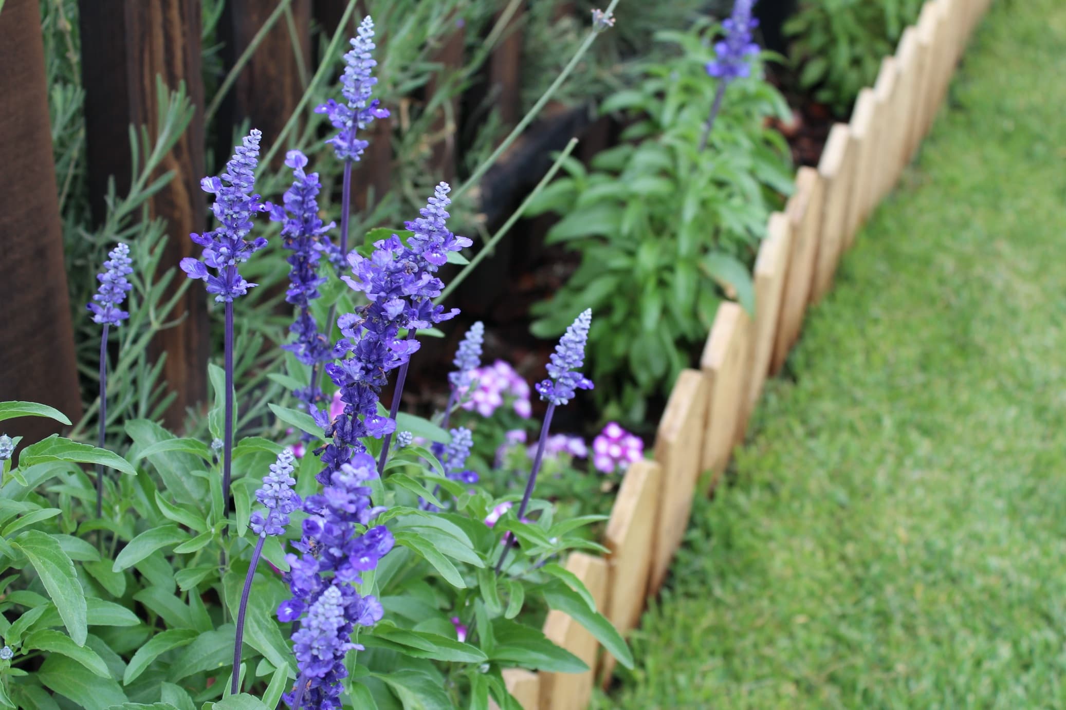 blue salvia in a small garden border with miniature fence