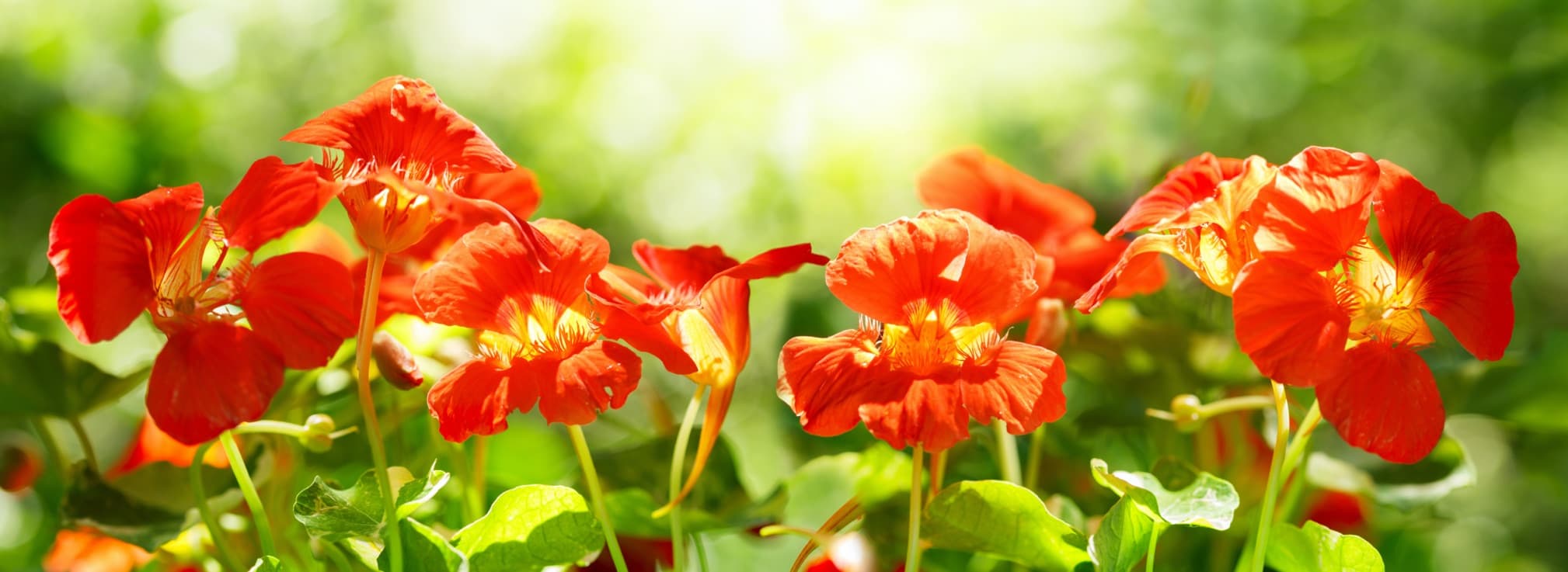orange nasturtium flowers in a garden
