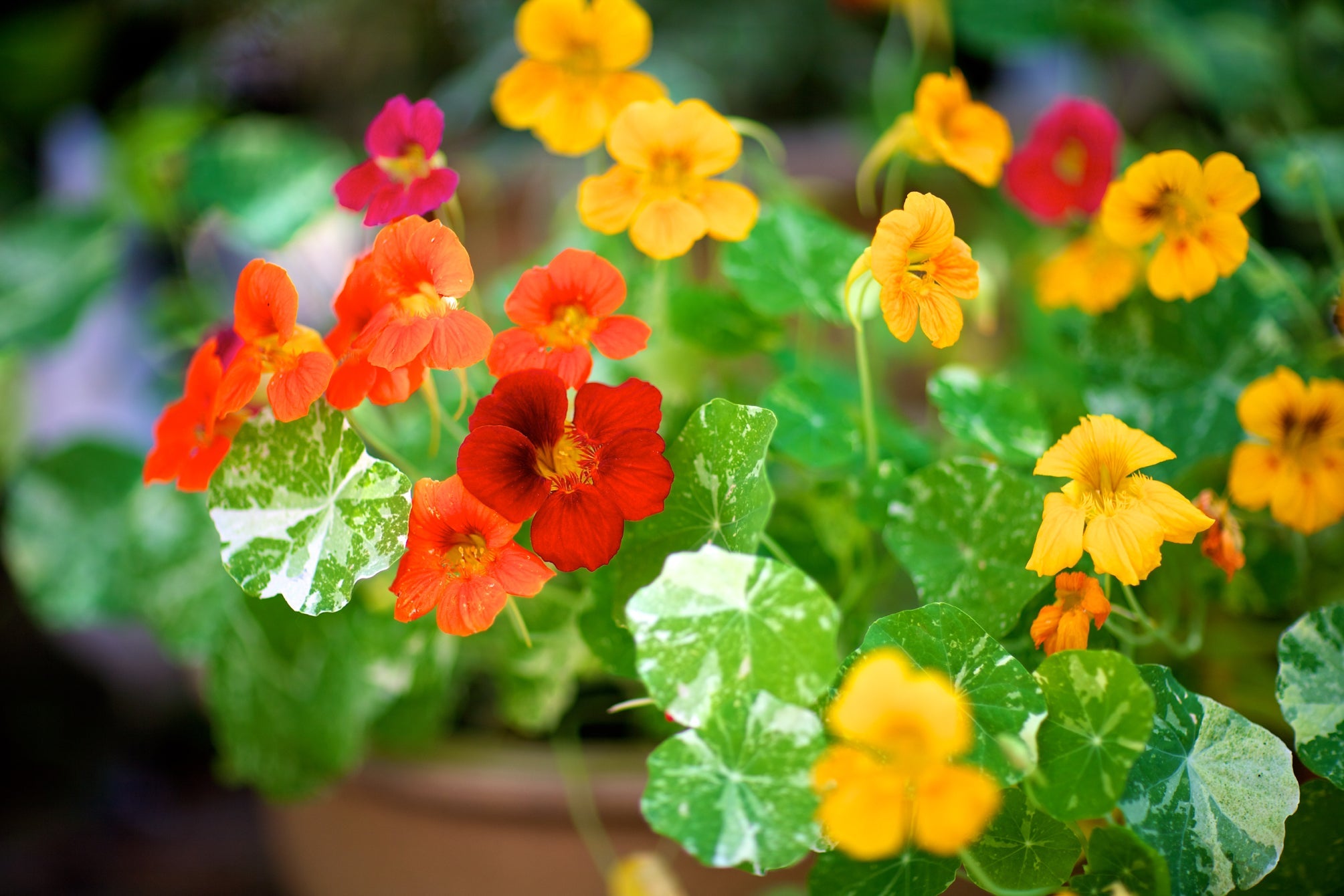 yellow and red flowering nasturtiums and green leaves growing in a container outside