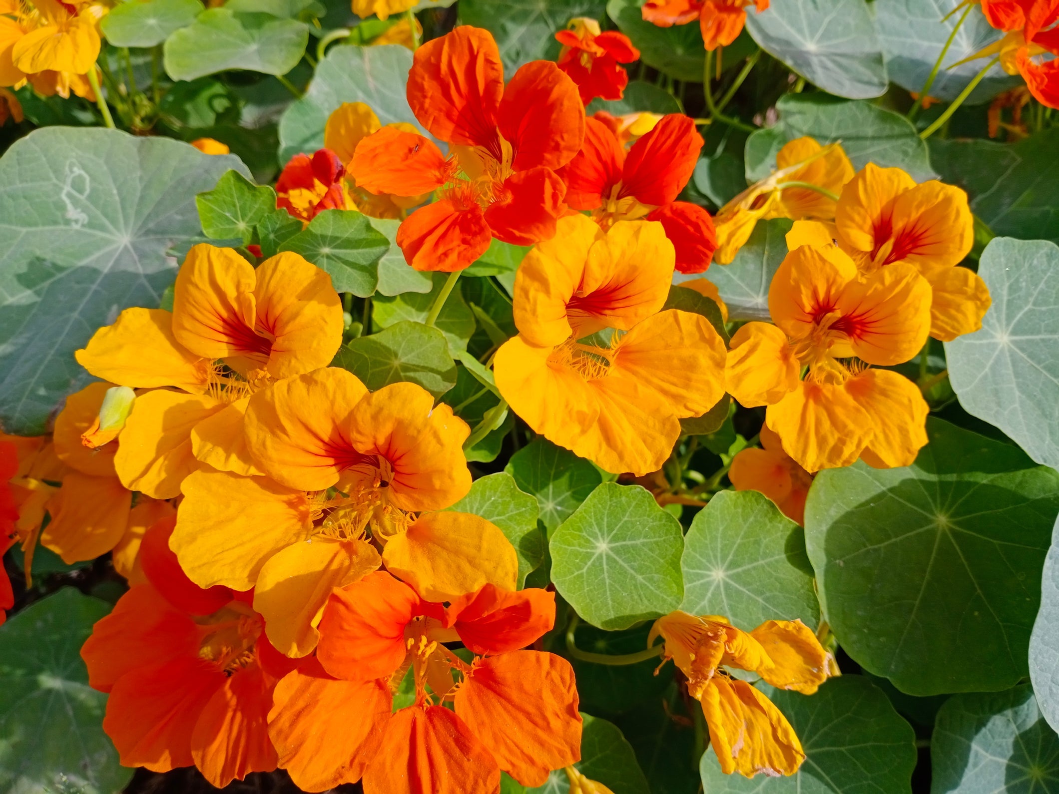 yellow and orange flowering nasturtiums with green leaves growing indoors