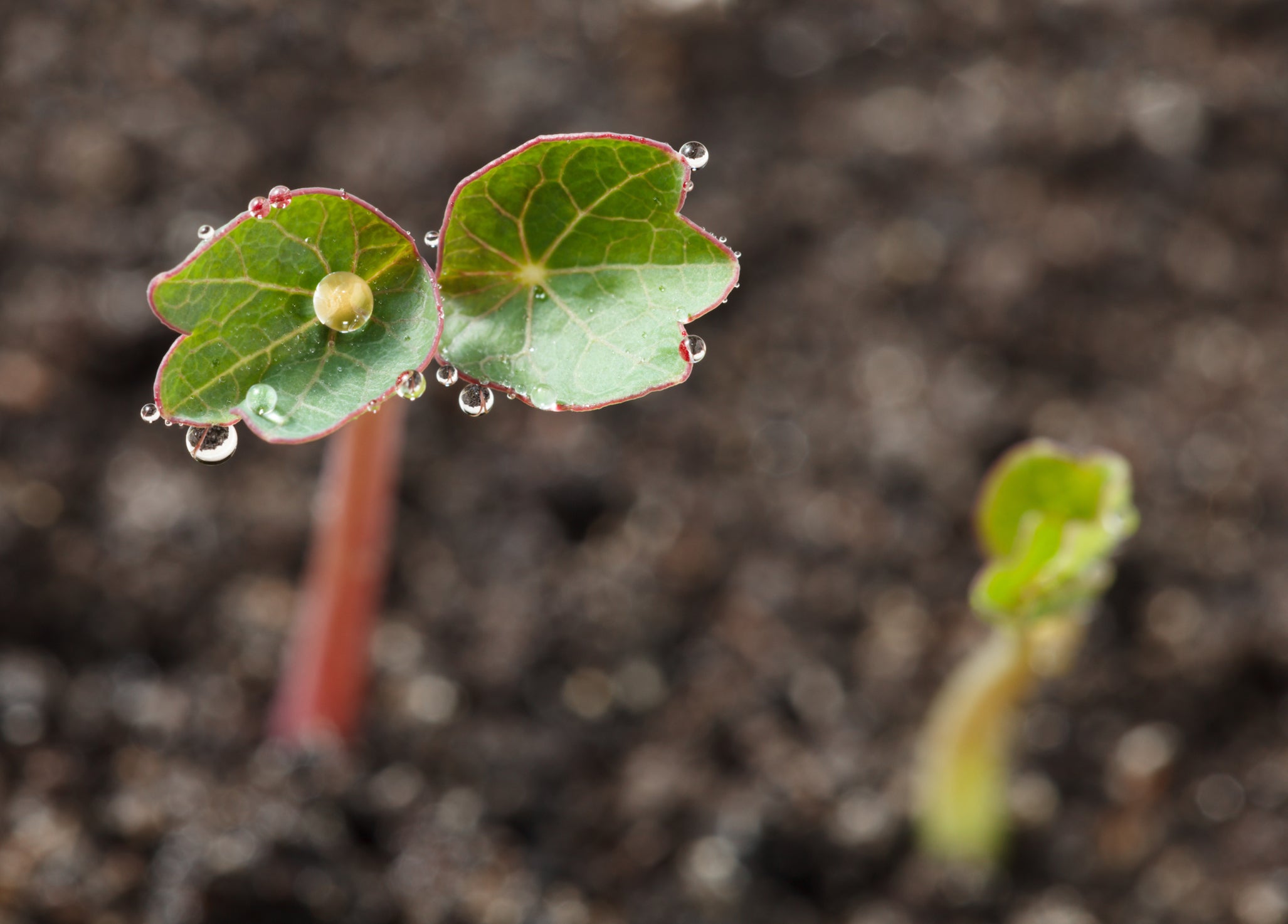 nasturtium seedlings with a red stem and green leaves growing from the ground