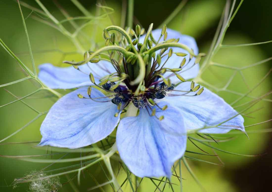 close up of blue love-in-the-mist flower