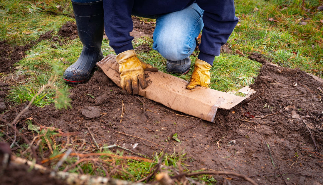 using cardboard on soil in a no dig garden