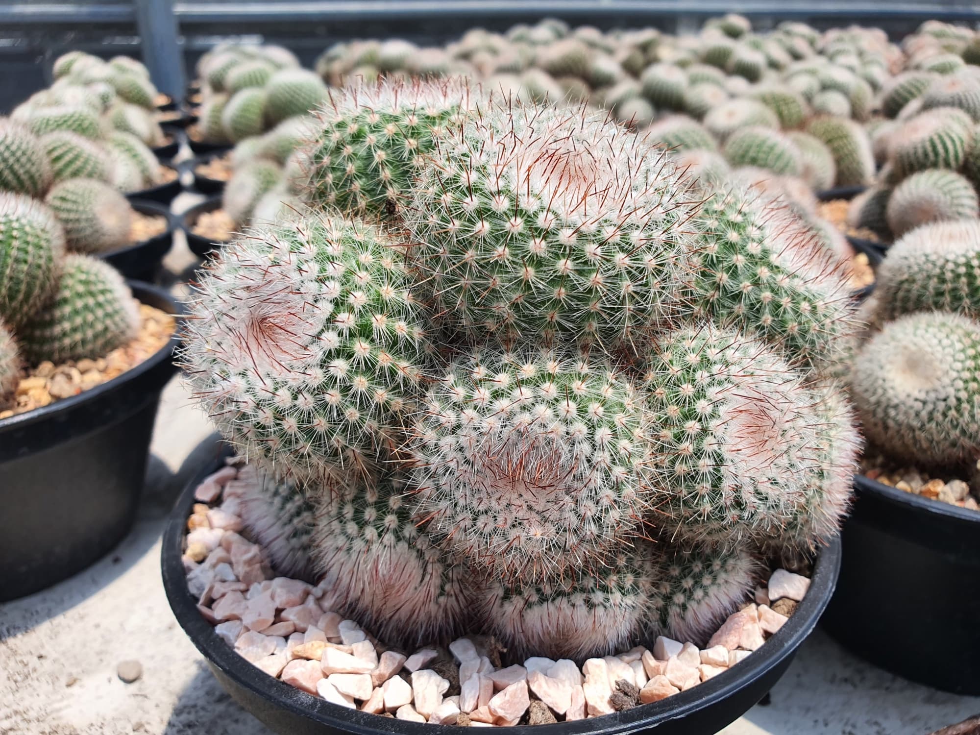 potted Notocactus scopa plants with globular bodies growing in a stony growing medium