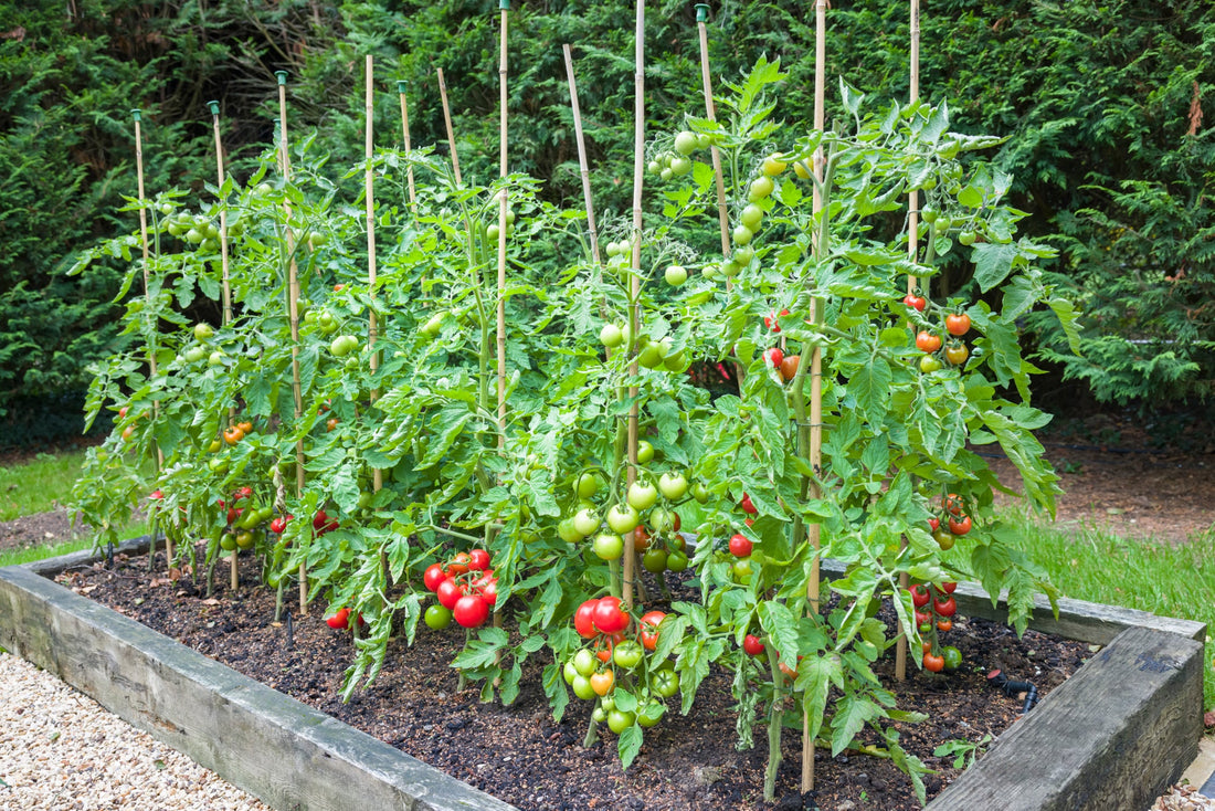 green-leaved tomato plants bearing green and red fruits growing against bamboo supports in a raised garden bed
