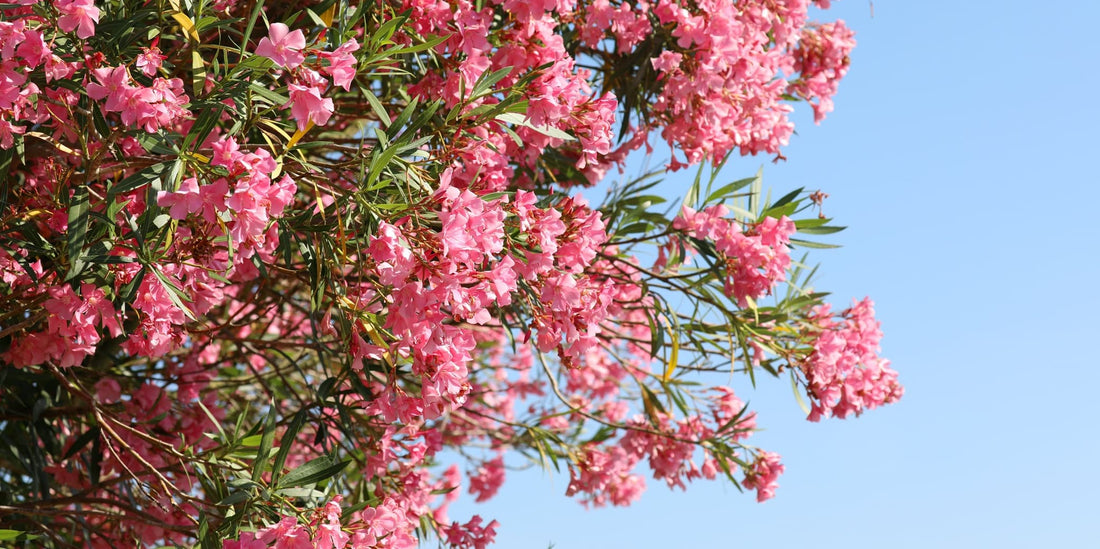 huge flowering oleander plant with pink blooms
