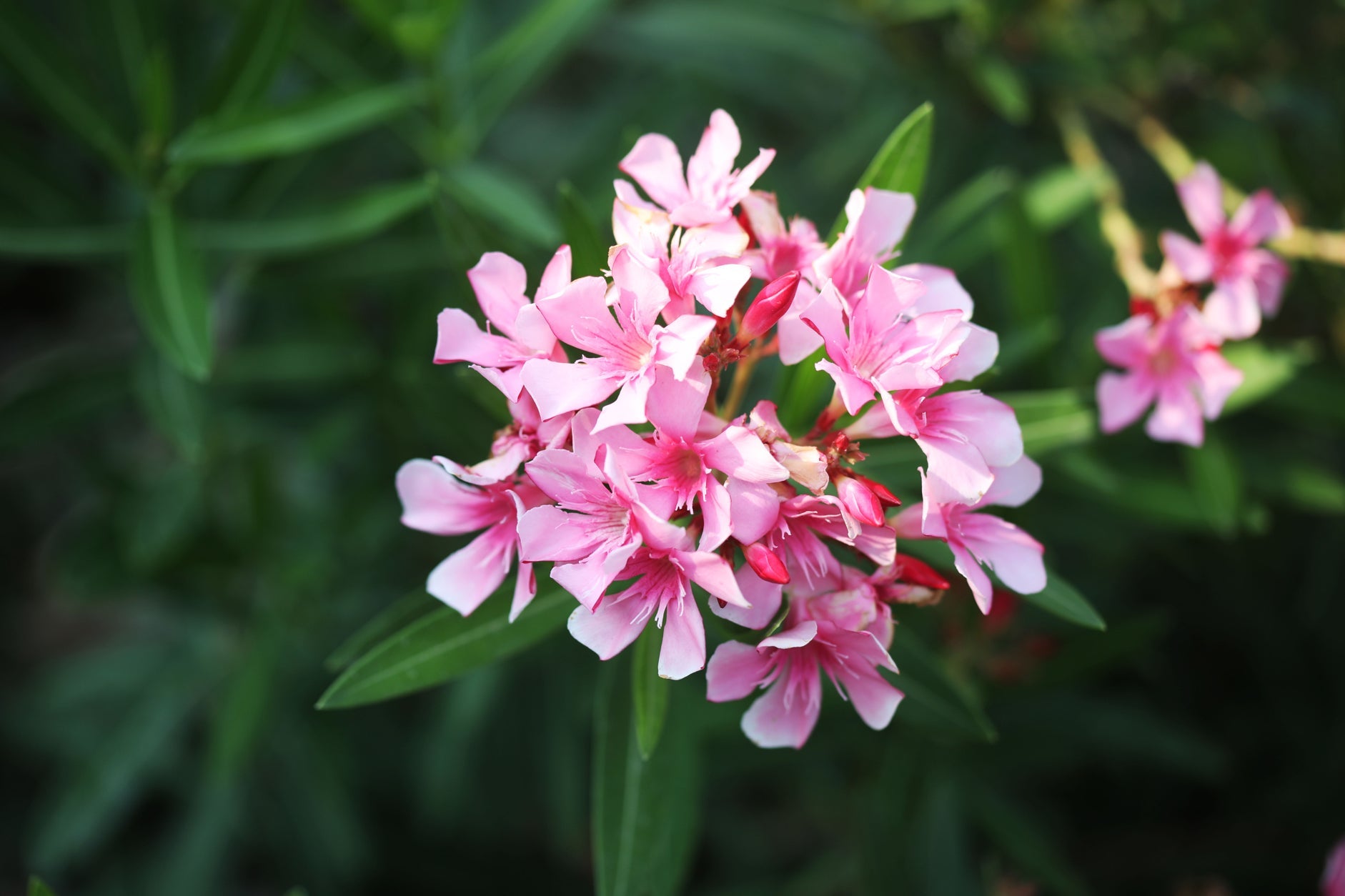 pink flowering oleander plant with dark green foliage growing outdoors