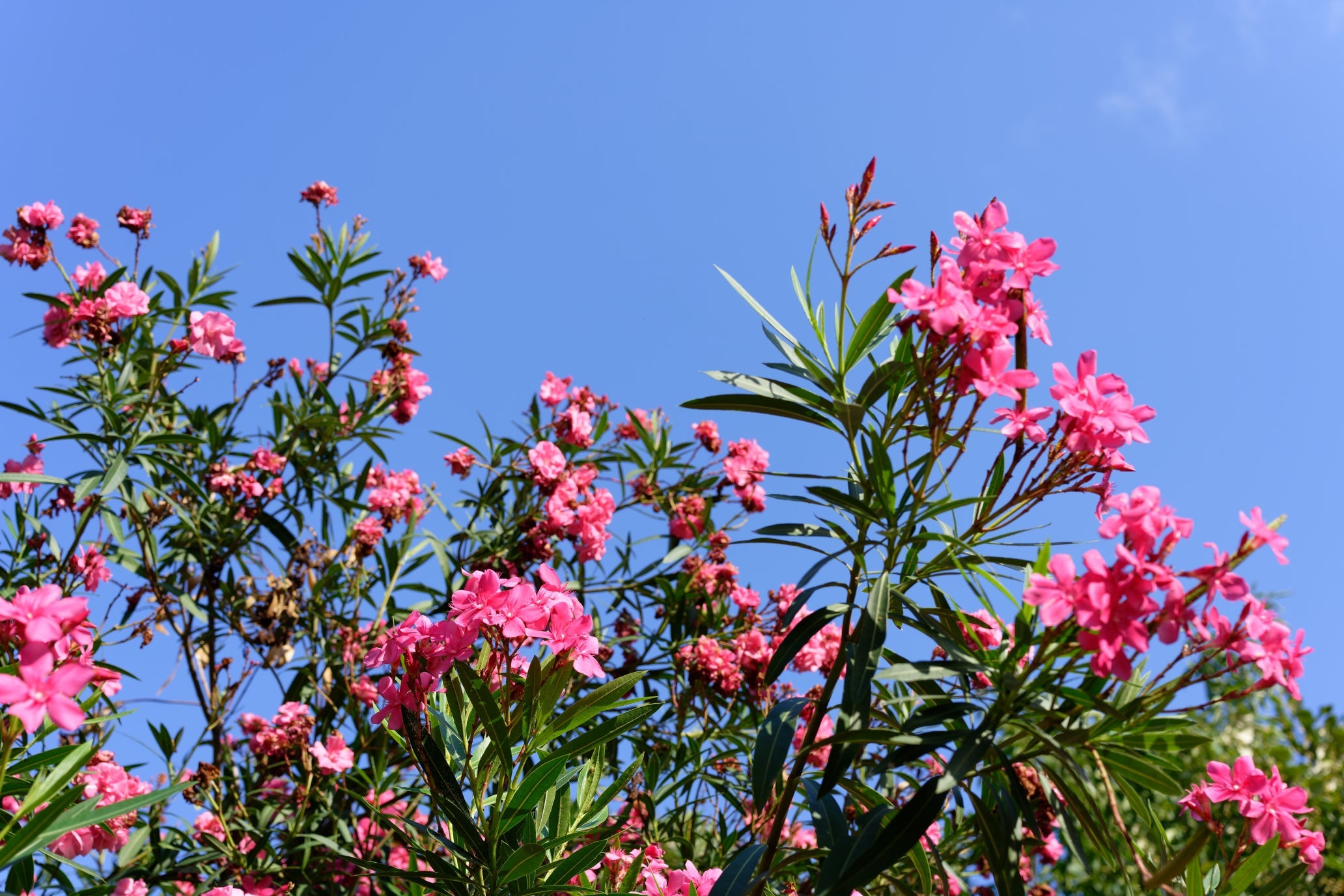 pink flowering oleander tree with dark green foliage growing outside against a blue sky