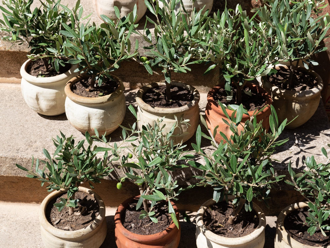 young olive tree with musty green foliage growing in pots in rows on stone steps