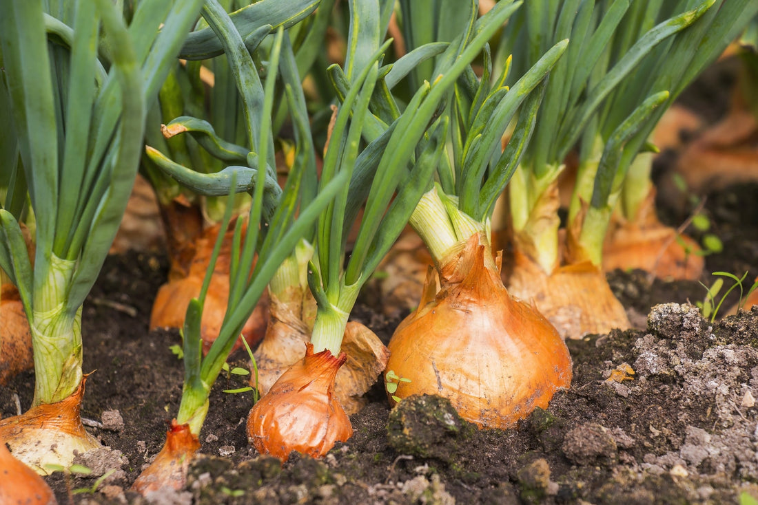 brown onions with green stems growing in soil in the ground outside next to each other