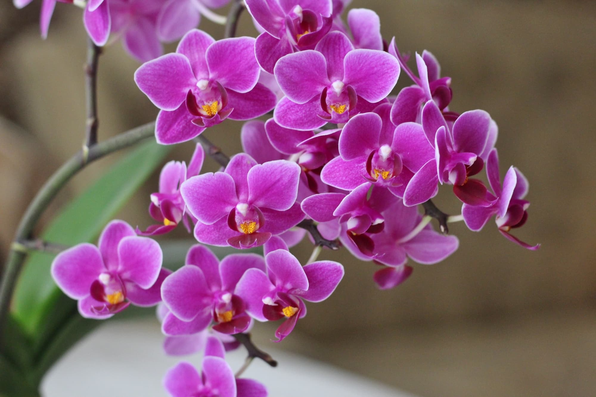 Phalaenopsis calimero with purply-pink flowers and orange centres