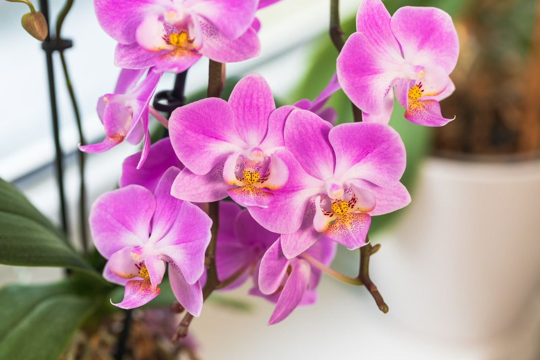 pink flowering orchid with white and orange markings growing in a pot by a window