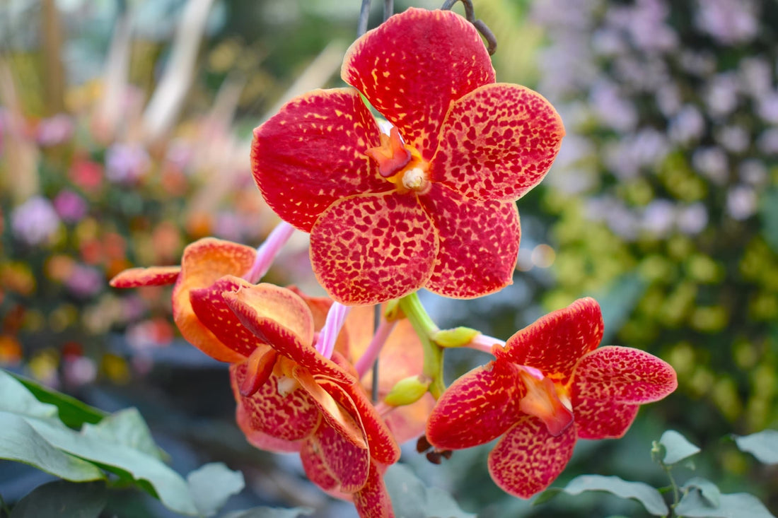 bright red spotted orchid flowers growing under glass