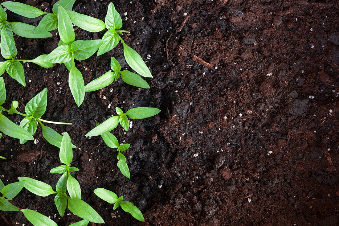 seedlings growing in compost