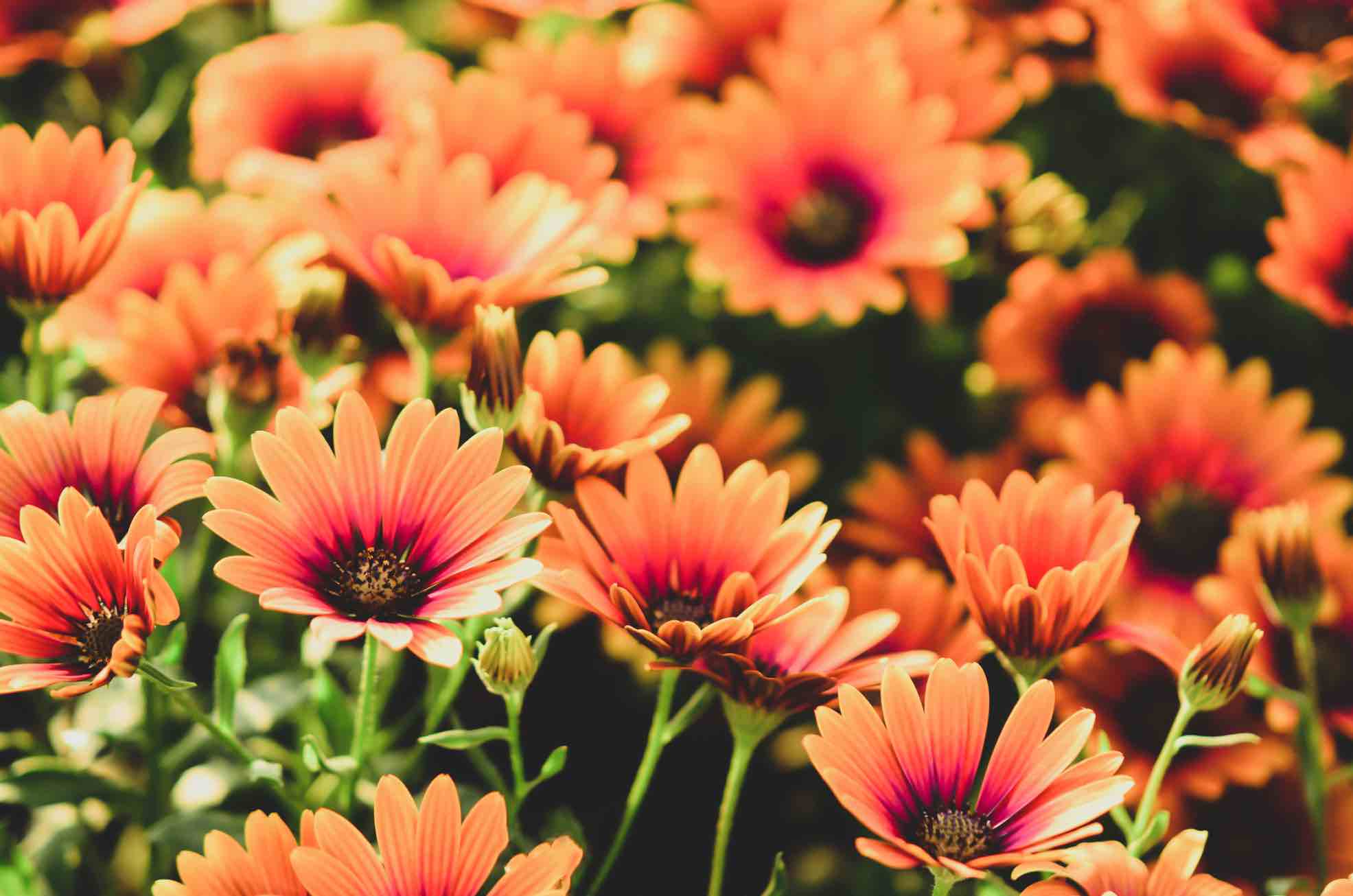 orange flowering osteospermum growing outside in a field