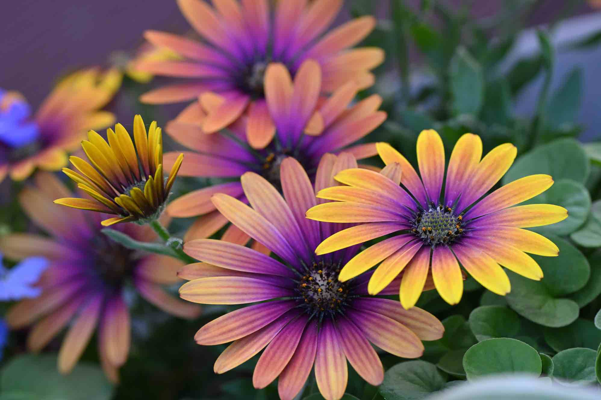 Some Gardeners Choose To Propagate Osteospermum Cuttings Instead Of Overwintering
