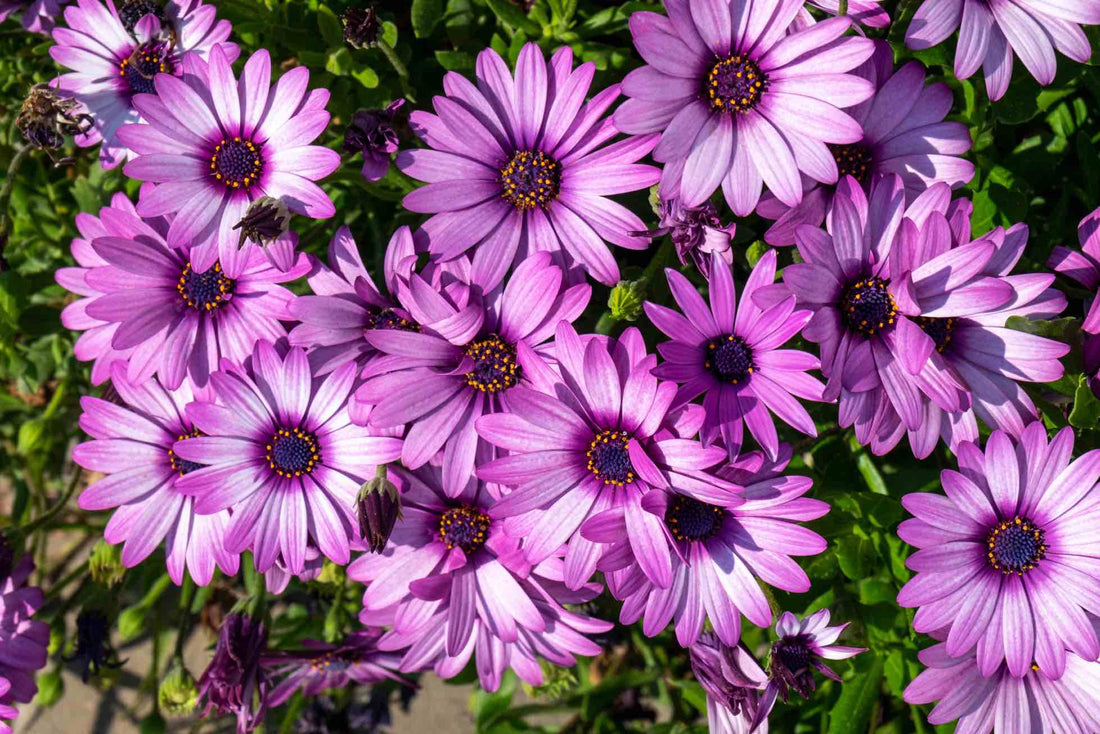 pink flowering osteospermum growing outside in a cluster