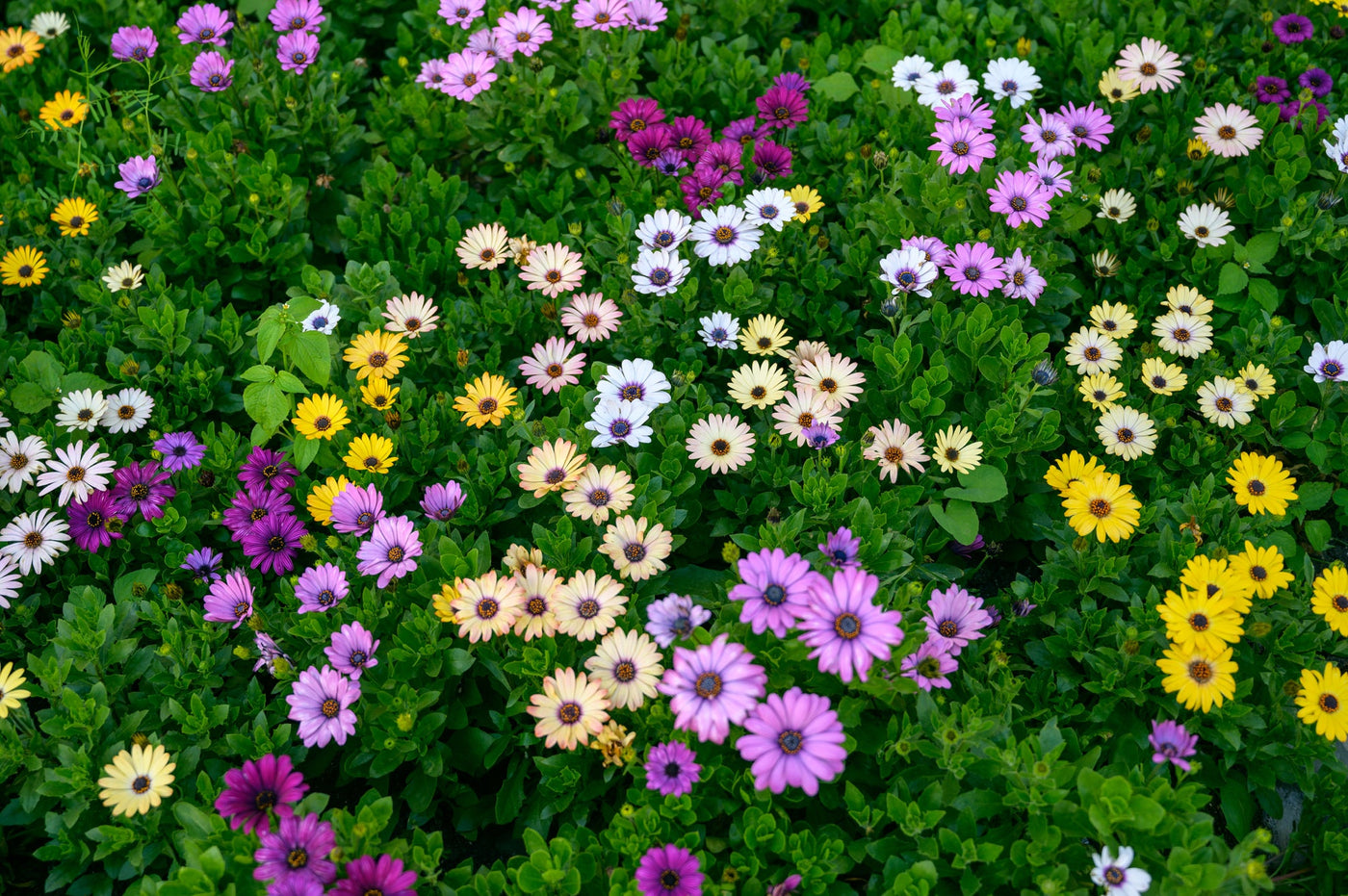 Try One Of These Osteospermum Varieties For Pastel Coloured Daisy try-one-of-these-osteospermum-varieties-for-pastel-coloured-daisy