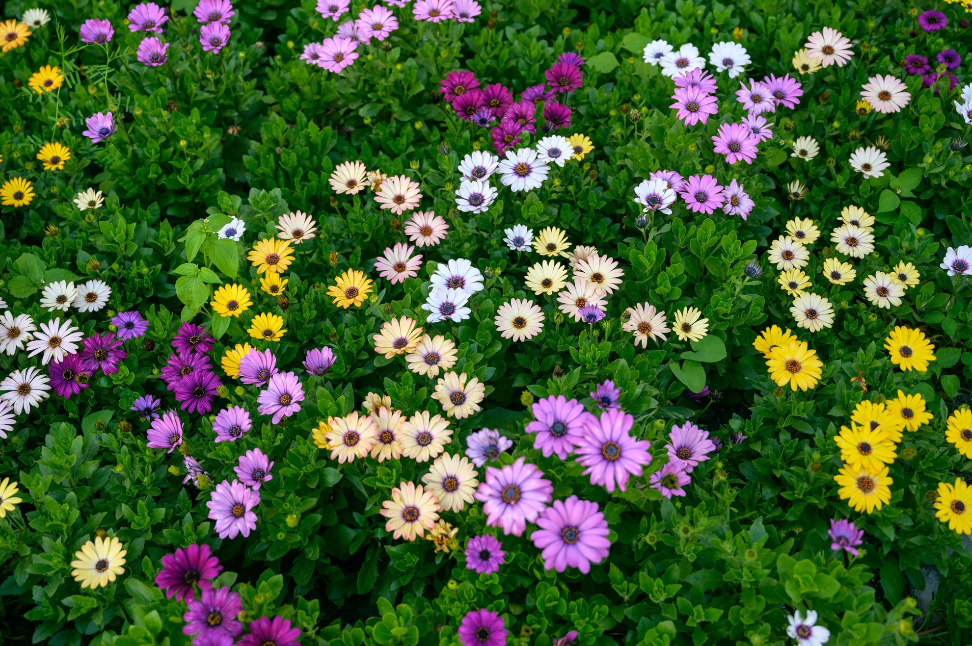 pink, white, purple, yellow and cream osteospermum flowers growing isde by side in a field