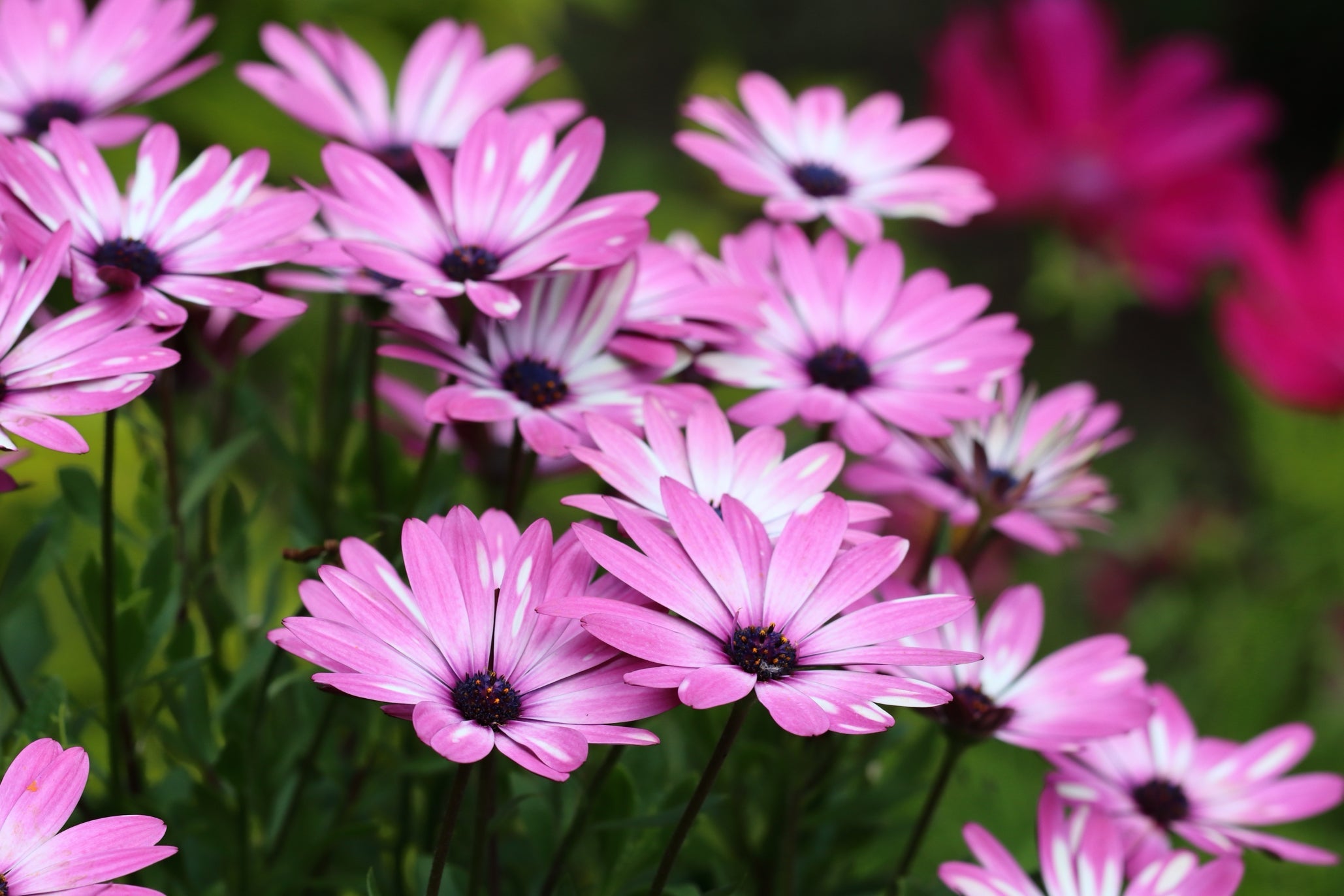 pink and white flowering osteospermum with dark green leaves growing outdoors