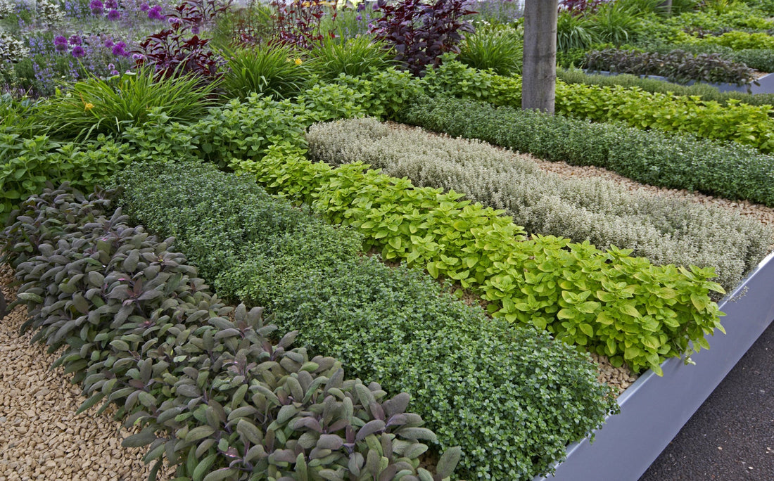 rows of herbs growing in a garden bed outside in a herb garden