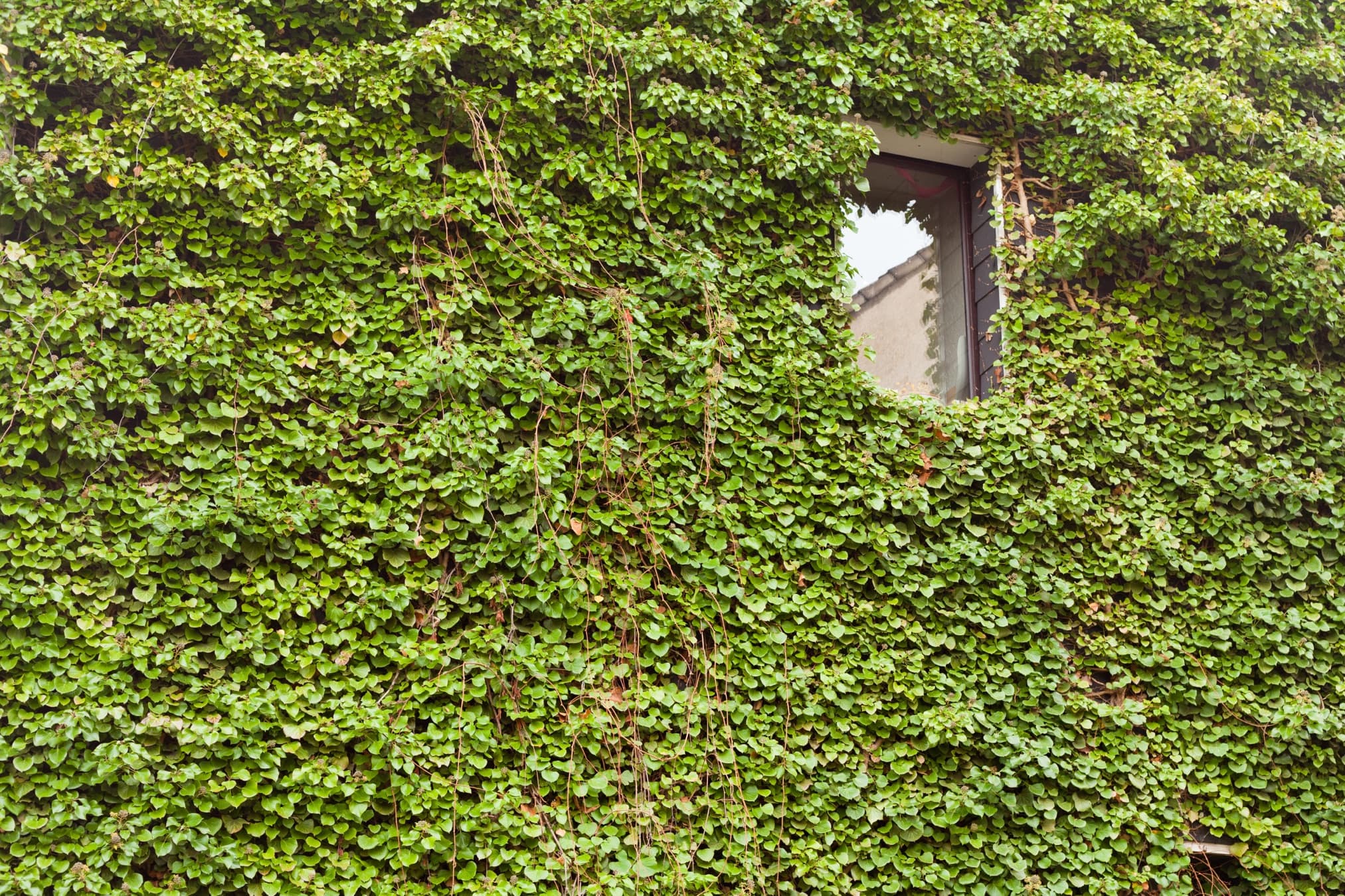 the outdoor facade of a house covered in common ivy
