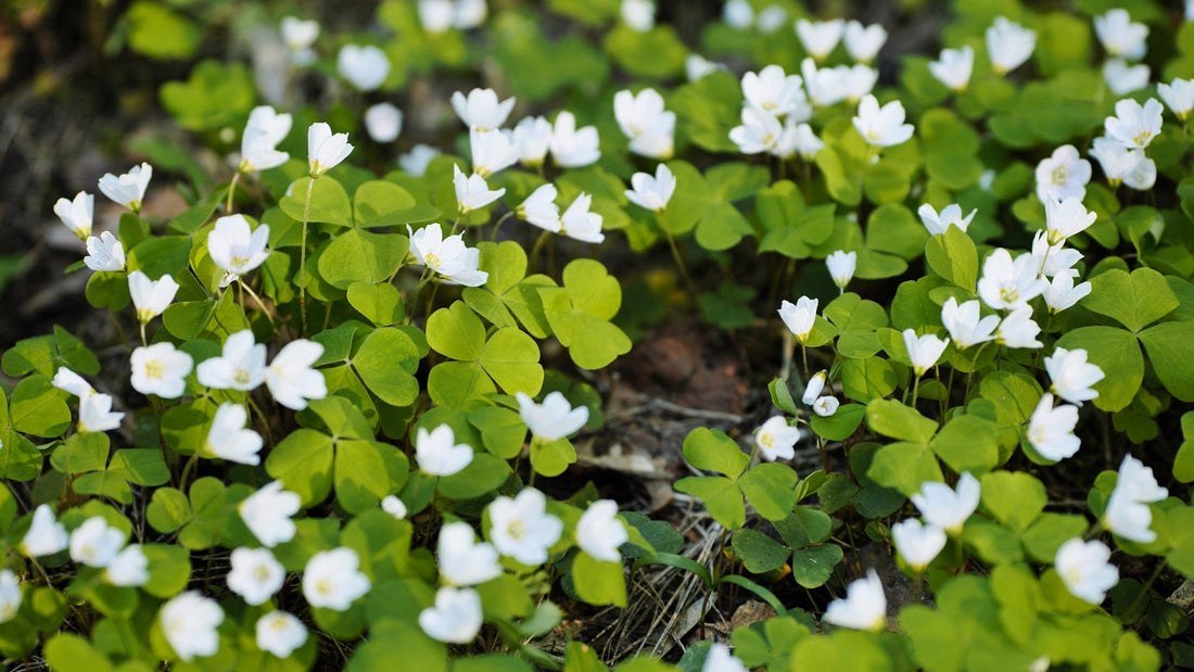 tiny white flowers from an oxalis shrub with light green foliage growing on the ground outside