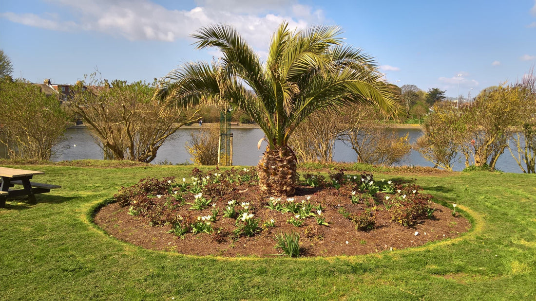 phoenix palm in an English park