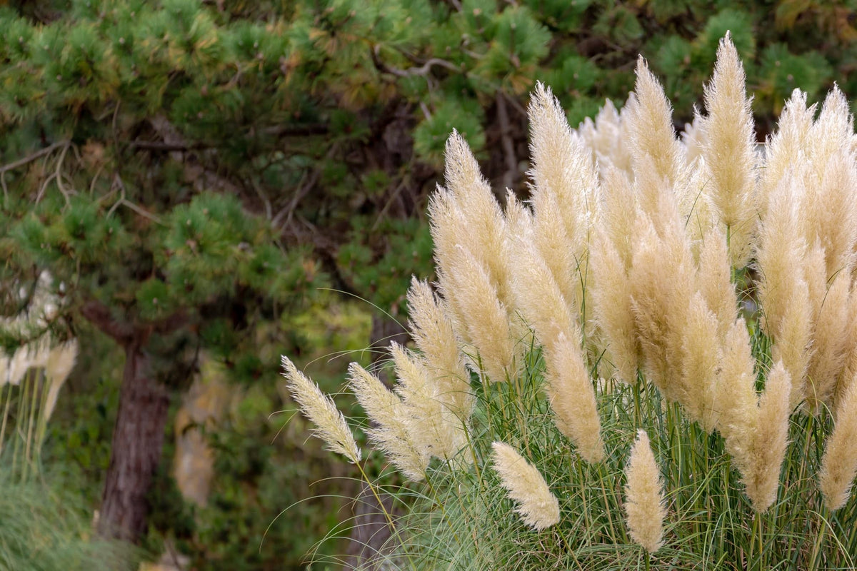 Pruning Can Help To Keep Vigorous Pampas Grass Under Control - Experts ...
