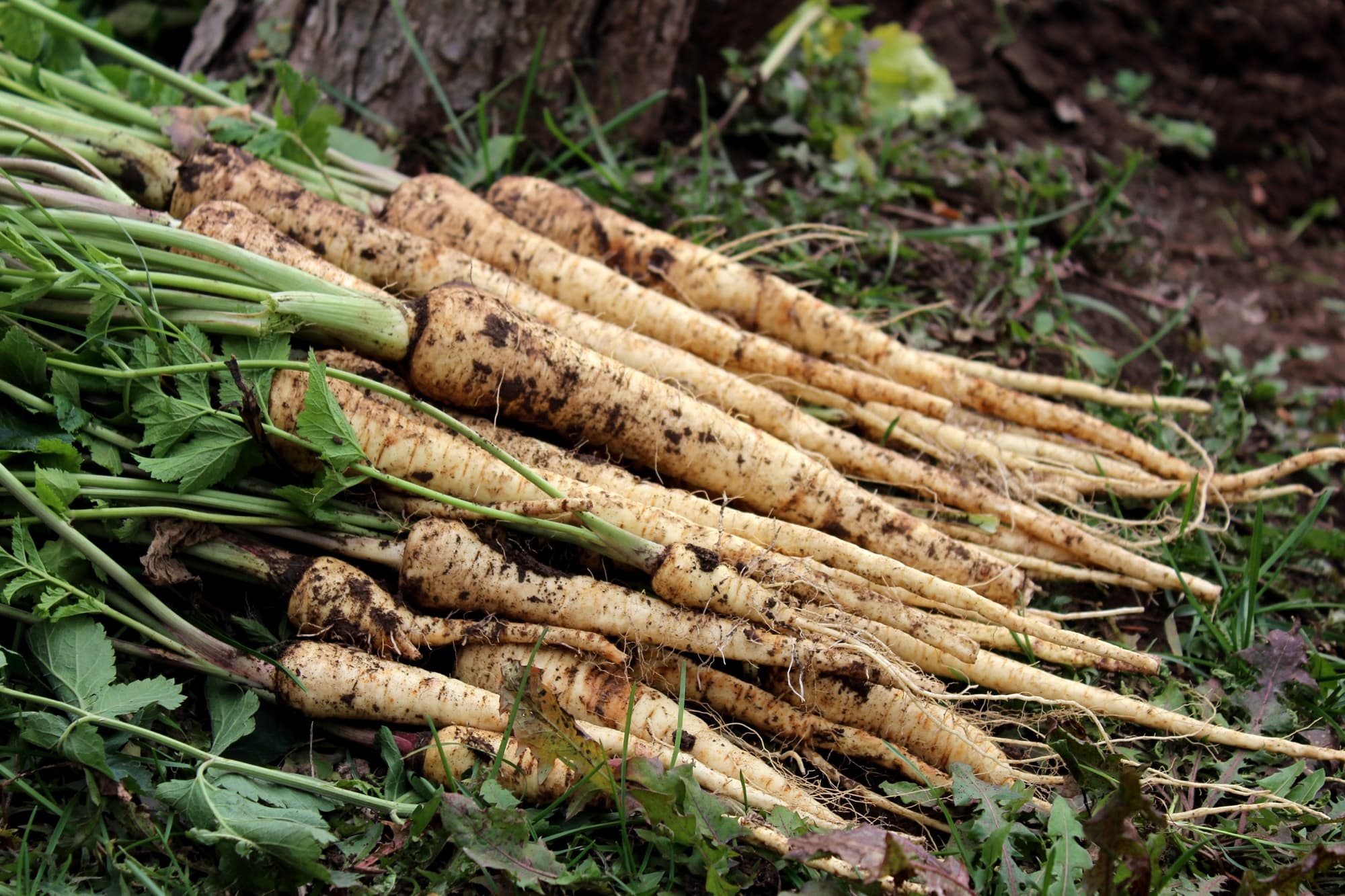 harvested parsnips with green leafy tops lying in a bunch on the ground