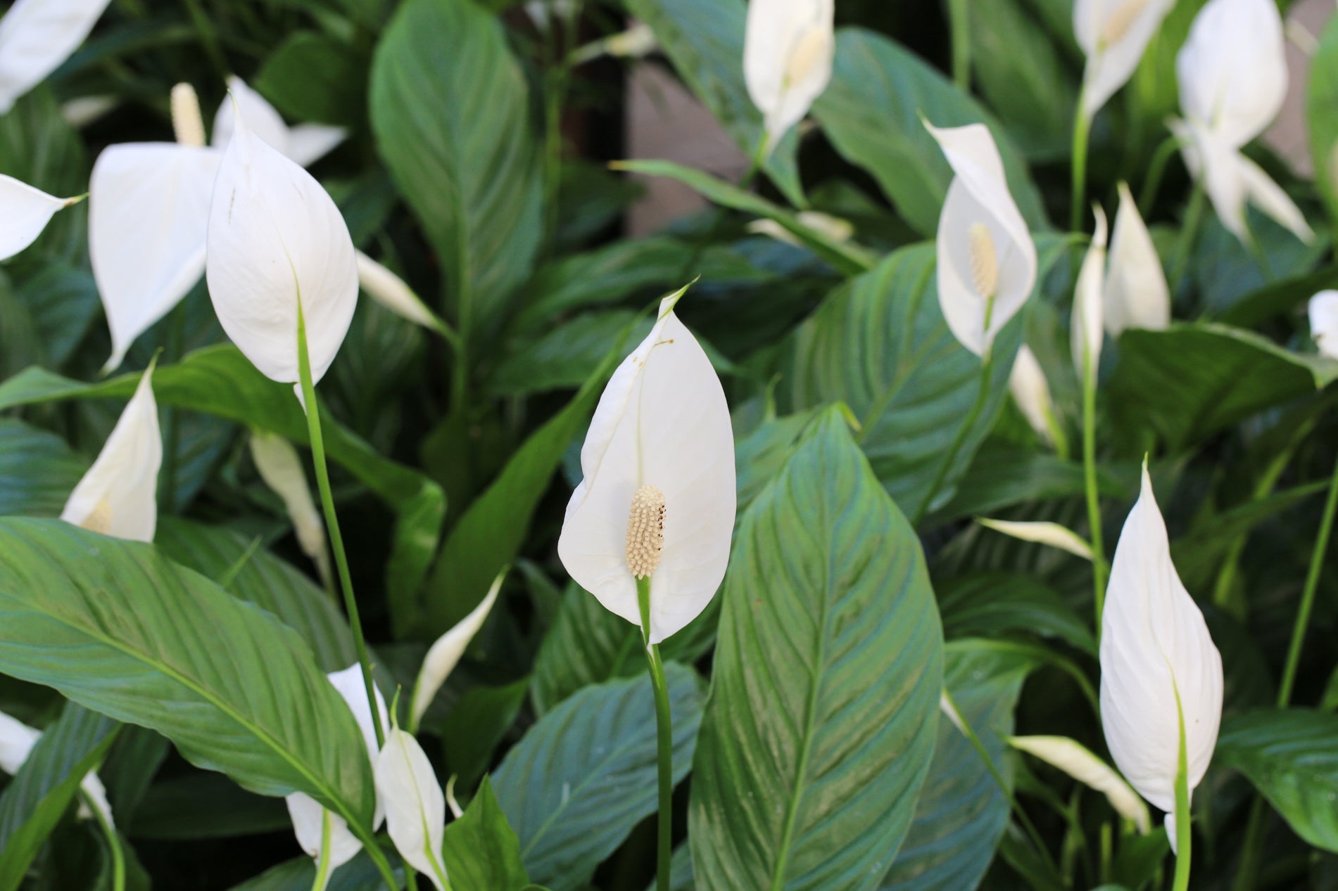 peace lilies with white flowers and dark green foliage growing next to each other
