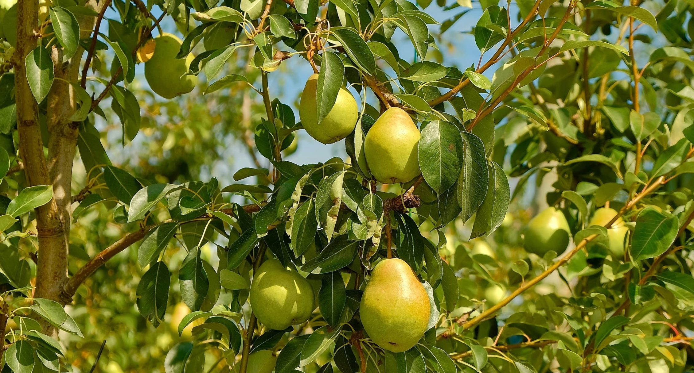 lots of ripe pears hanging from branches