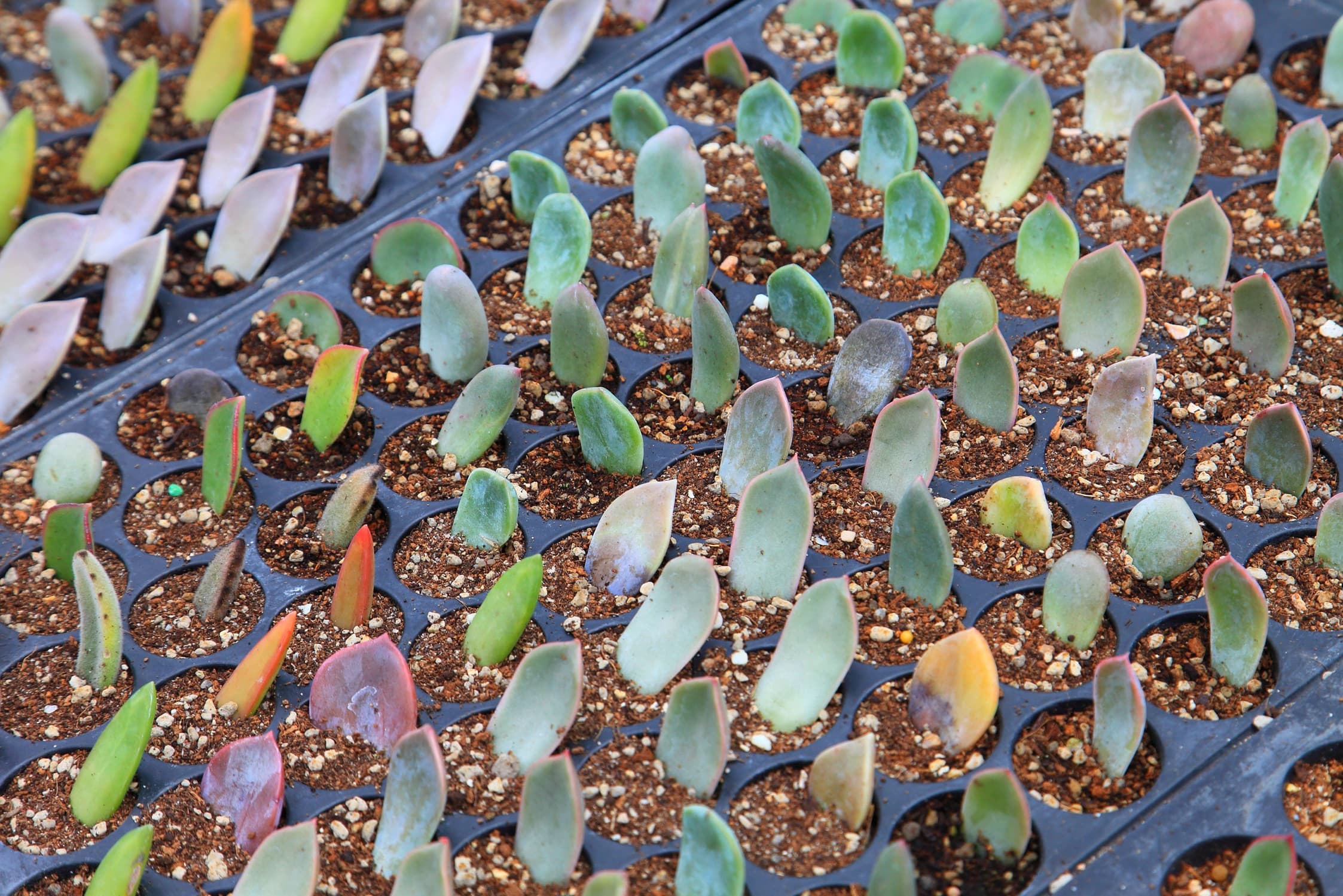 propagation of succulent leaf cuttings in peat-free compost