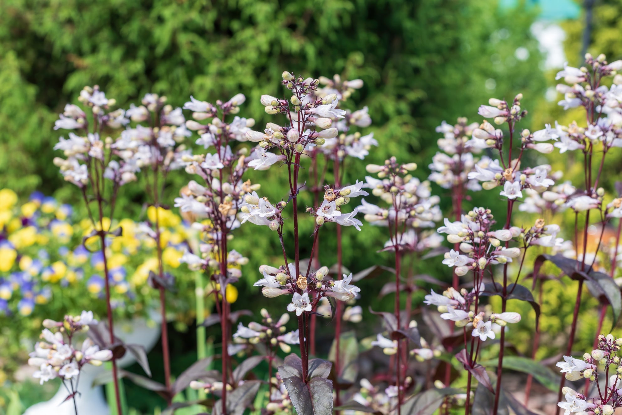 tall purple stems from a penstemon plant bearing white flowers growing in front of yellow and blue flowering shrubs with green foliage
