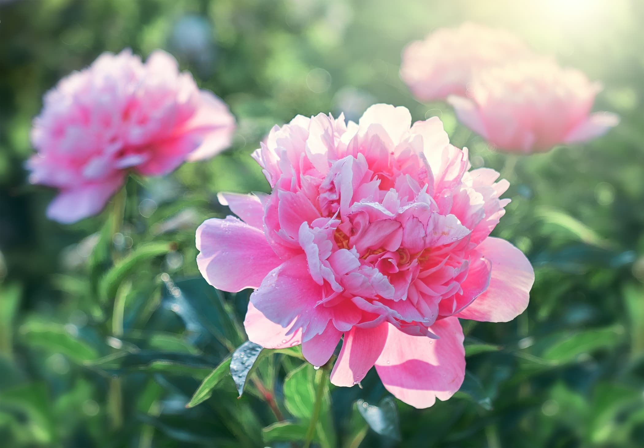 pink flowering peonies