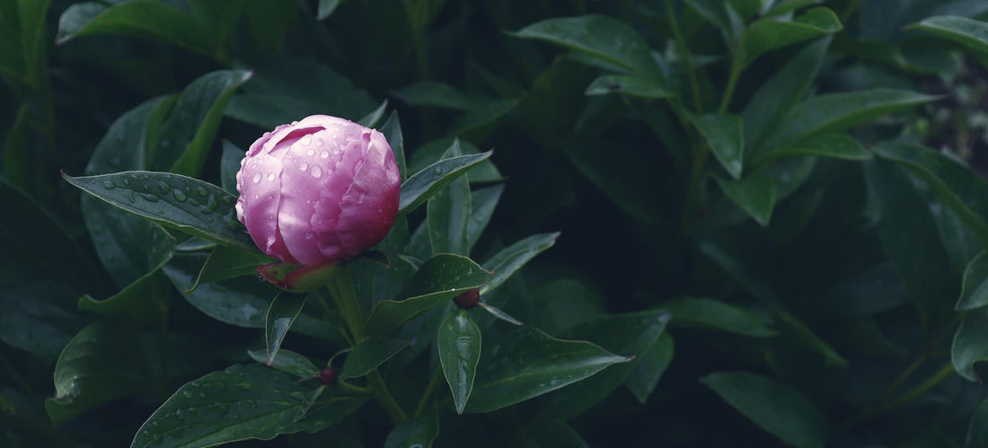 blossoming pink peony flower with foliage backdrop