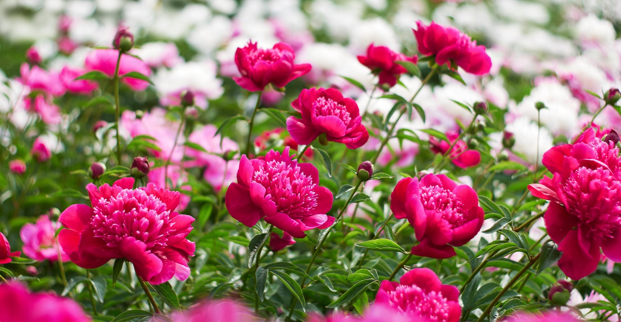 white and pink flowering peonies growing outside in a field
