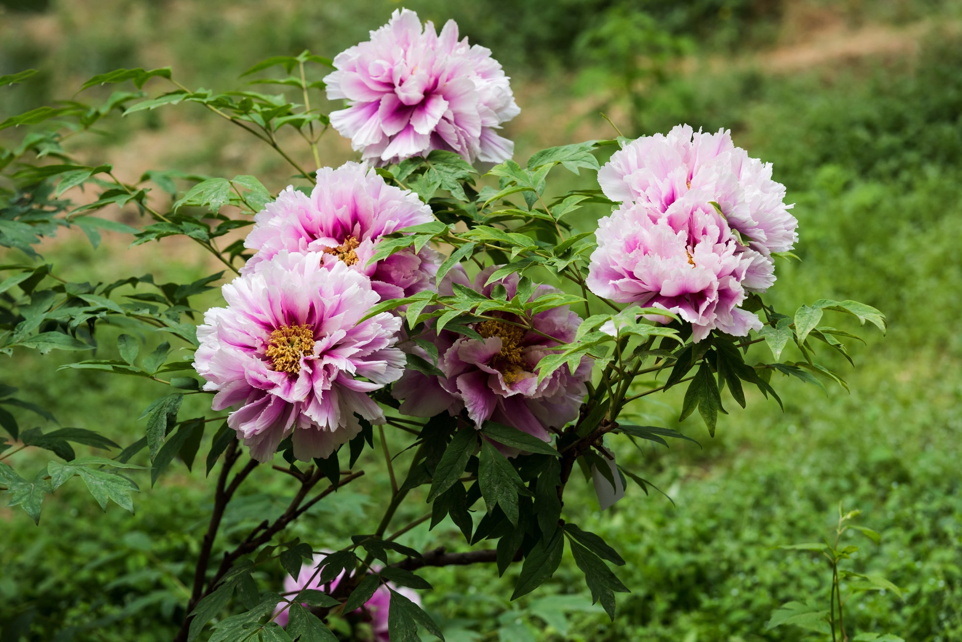 a pink pink shrub growing outside in a field of grass