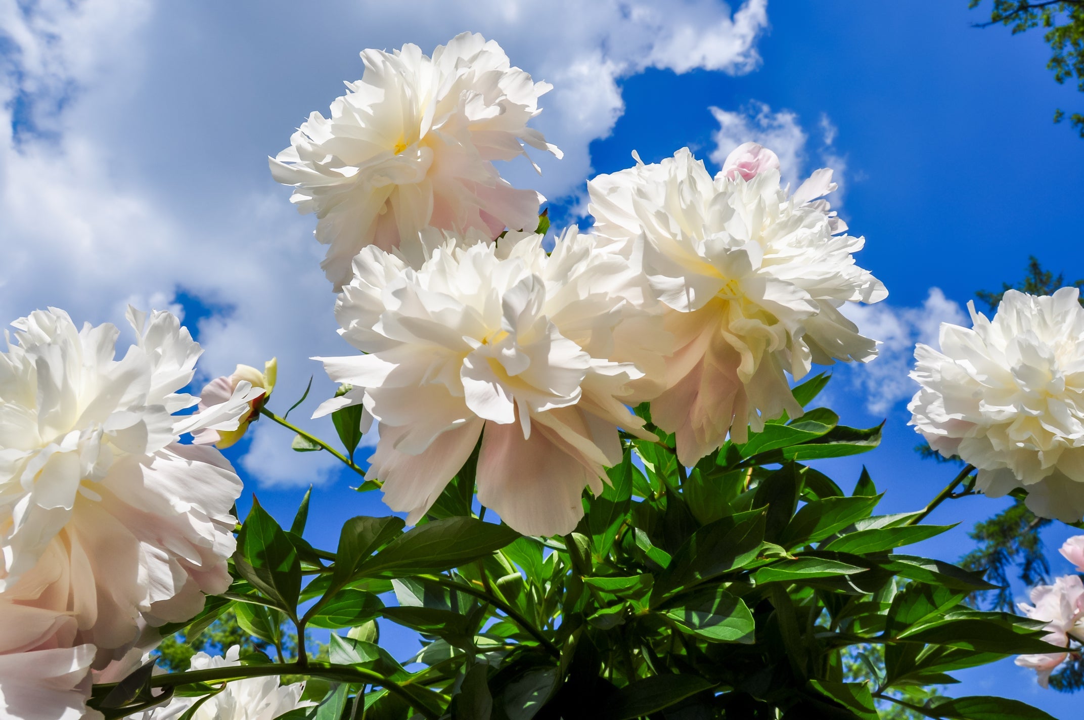 white flowering peonies growing outside in front of a blue sky