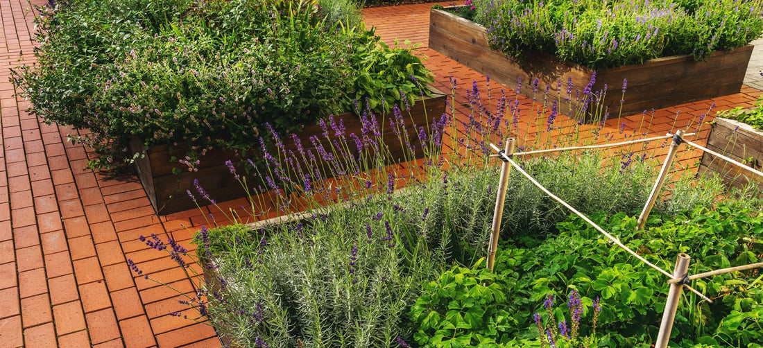 herbs growing in raised garden beds