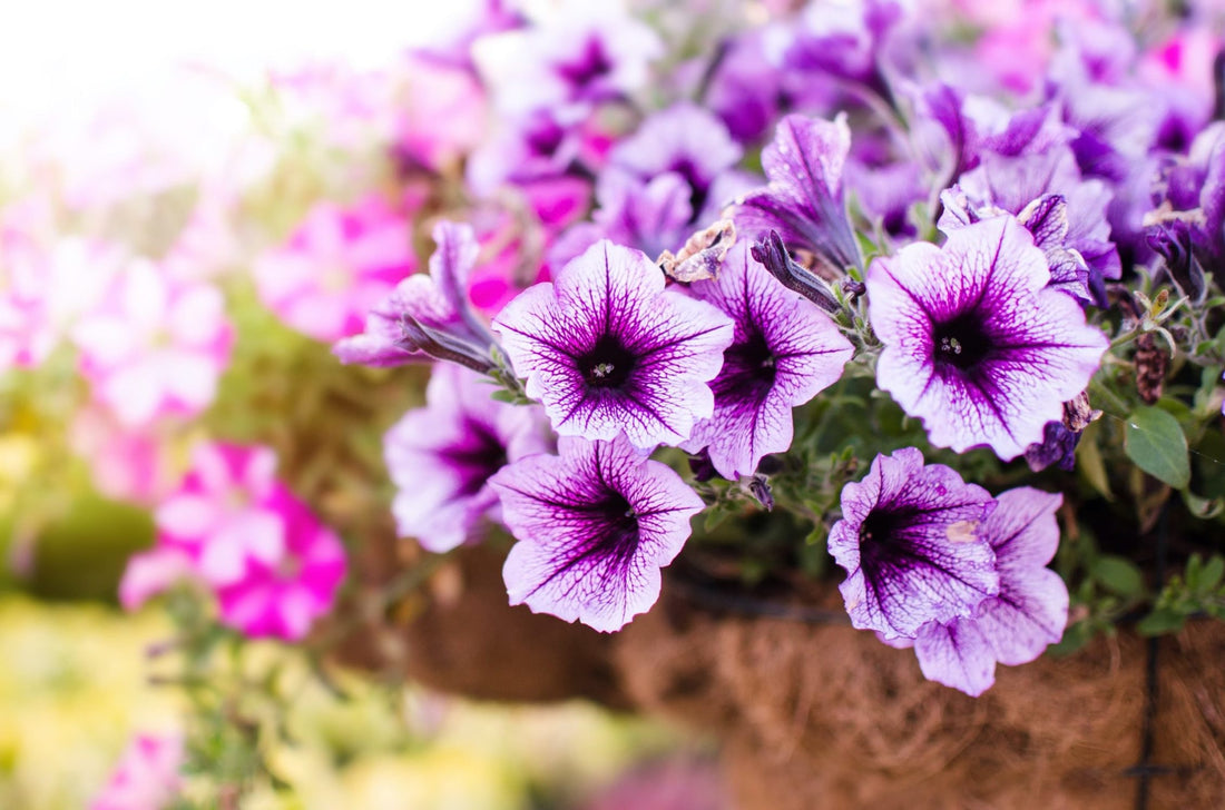 a flowerbed with purple and pink petunias